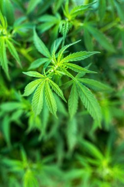 Teknik kenevir ve vahşi, tarımsal işletme malzemesi, Eko-malzemeleri