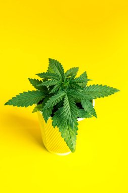 esrar Genç esrar bitki parlak sarı bir arka plan üzerinde