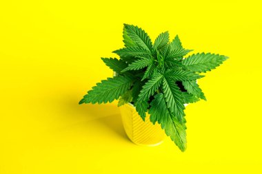 esrar Genç esrar bitki parlak sarı bir arka plan üzerinde