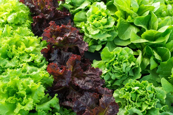 Sla Groene Verse Plantensalade Het Bed Veld — Stockfoto