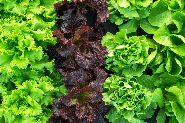 Lettuce Green Fresh Plant Harvest Salad Bed Field — Stock Photo, Image