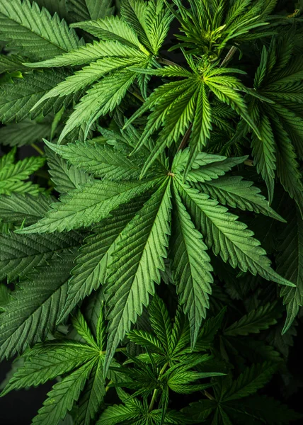 Marijuana Eller Cannabis Växten Isolerad Bakgrund Idealisk Tapet Eller Ett — Stockfoto
