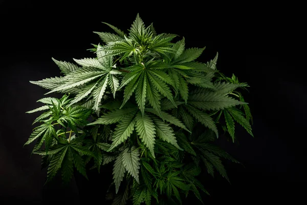 Een Cannabis Marihuana Cannabis Plant Een Donker Zwart Geïsoleerd Achtergrond — Stockfoto