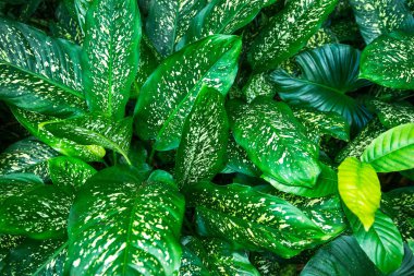 Bitki duvar kağıdı masaüstü, H