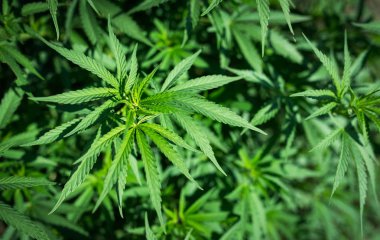 Tarlada marihuana yaprakları, açık havada sativa keneviri yetiştirmek.