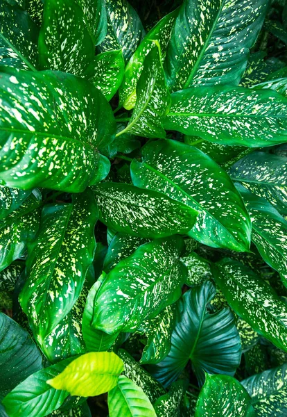 Bitki Wallpaper Masaüstü için