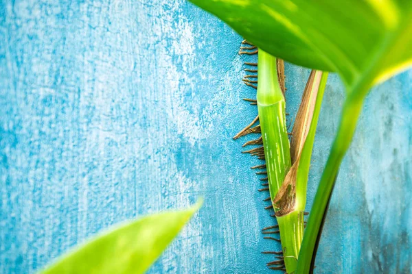 Wall Details Nature Plant Theme Decor — Stock Photo, Image