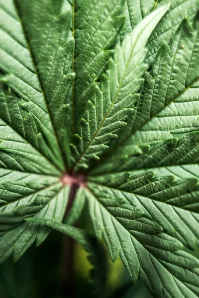 大規模なインディカ植物イネ Canabis 世界で医療大麻合法化のテーマの美しい背景 — ストック写真