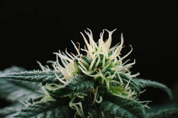 Άνθιση Μαριχουάνα Κάνναβης Φυτό Ιατρικό Σκοπό Ιατρείο Κάθαρση — Φωτογραφία Αρχείου