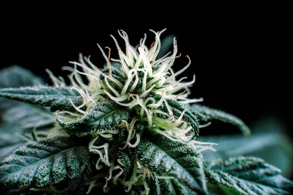 Οφθαλμός Φυτών Κάνναβης Ανθίζουν Όταν Καλλιέργεια Της Μαριχουάνα Τριχώματα Και — Φωτογραφία Αρχείου