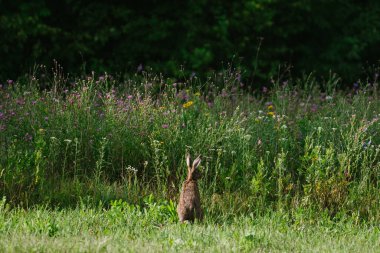 arkadan yaz aylarında çim doğada yabani tavşan