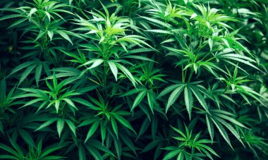 esrar esrar bitki yaprak yeşil bush ve güzel arka plan