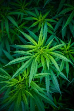 Bitkisel esrar esrar bitki, ot tıbbi kenevir büyümeye