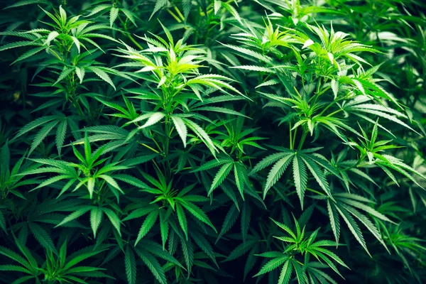 Cannabis Planta Maconha Arbusto Folha Verde Belo Fundo — Fotografia de Stock
