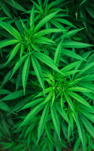 Planta Maconha Cannabis Vegetativa Erva Daninha Crescer Cânhamo Medicinal — Fotografia de Stock