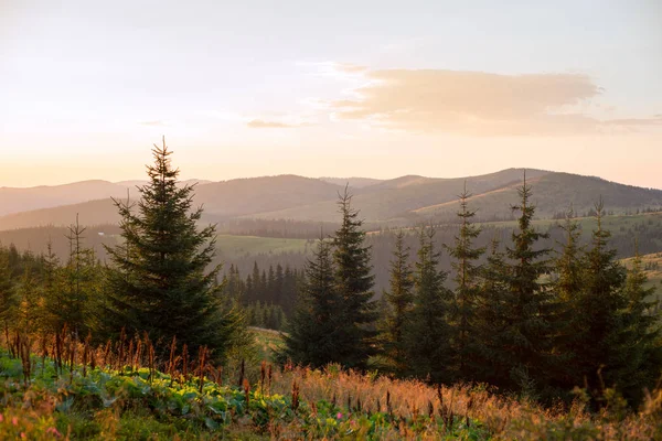 Krajobraz Gór Europie Piękne Choinki Karpackiej Przyrody Godzinach Wieczornych Lecie — Zdjęcie stockowe
