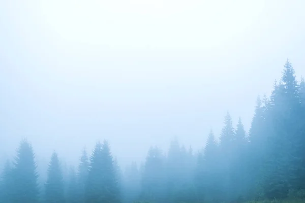 Abeto Densa Niebla Los Carpatos Ucranianos Fondo Pantalla Naturaleza — Foto de Stock