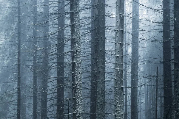 Forest Background Nature Wildlife Detail Nature Wallpaper Fog — Stock Photo, Image