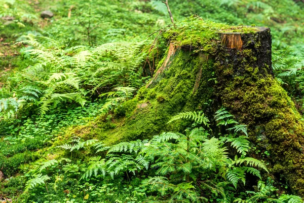 Oplysninger Skovens Natur Livlige Stub - Stock-foto
