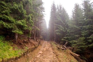 doğa manzara sihirli orman yolu sis ve Karpatlar Ukraynalı orman