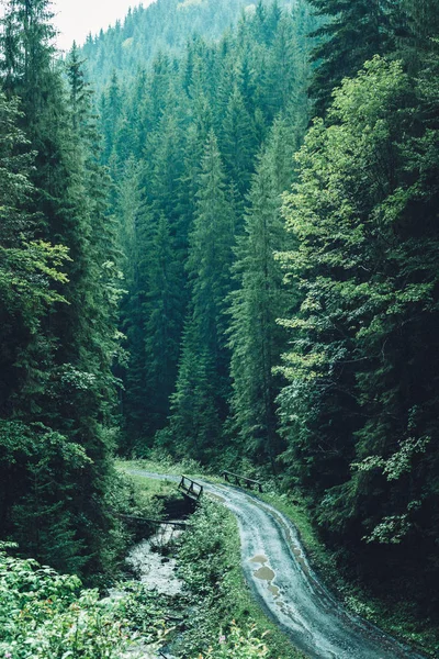Karpat Dağları Ukrayna Iğne Yapraklı Orman — Stok fotoğraf