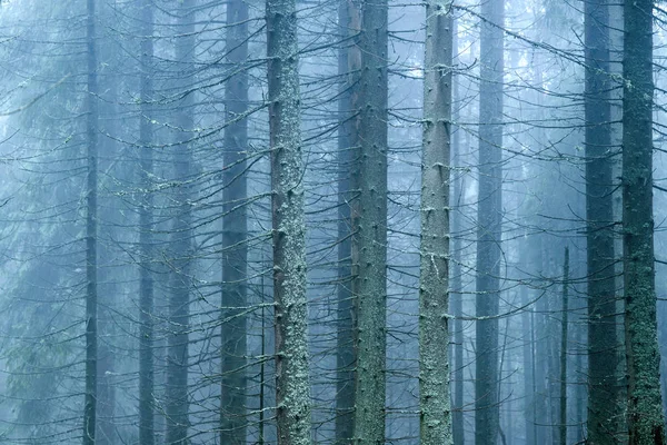 Het Behang Van Prachtige Natuur Bos Bomen Blauw Mist — Stockfoto