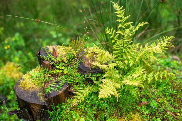 Nature Details Background Moss Fern Greens Stump Ukrainian Carpathians Summer — Stock Photo, Image