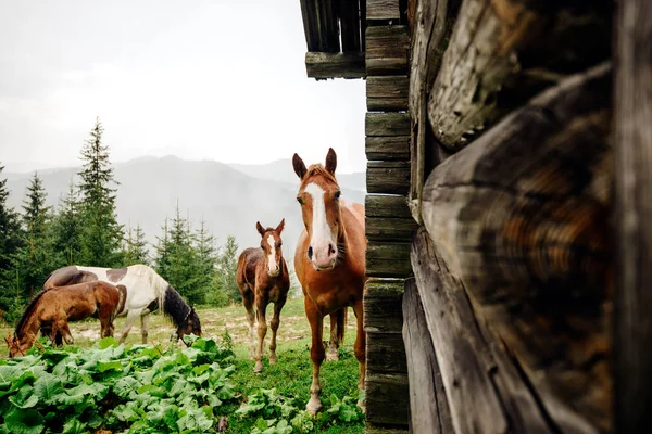 在喀尔巴阡山山的马在山上远足 — 图库照片