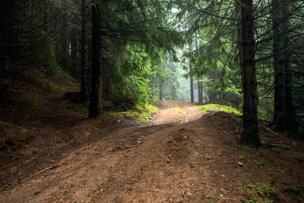 Cesta Lesem Bez Pokrytí Povaha Karpaty Zajímavou Atmosféru — Stock fotografie