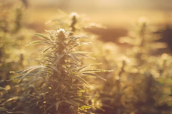 Kender Növény Sugarak Felkelő Nap Reggel Marihuána Levelek Harmat Kannabisz — Stock Fotó