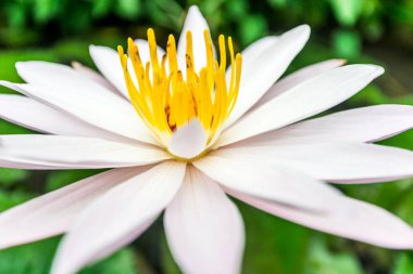 Nilüfer yakın çekim