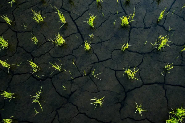 Reisfelder Naturnähe Spiegelungen Schöner Hintergrund Details — Stockfoto