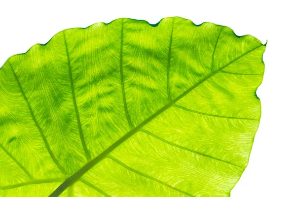 Leaf Nature Details Green Color — Stock Photo, Image