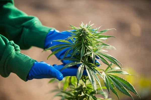 Marijuana Pianta Medica Mani Guanti Medici — Foto Stock