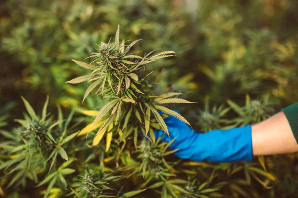 Marihuana Cbd Cannabis Stam Medische Fabriek Boerderij Blad Onkruid — Stockfoto