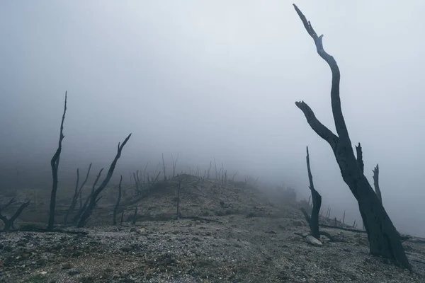 Secco Alberi Morti Nella Nebbia — Foto Stock