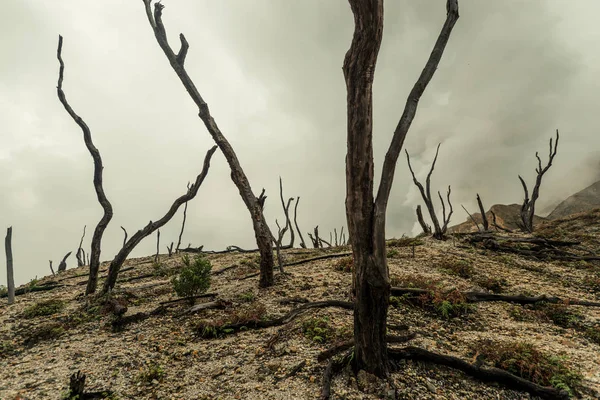 Foresta Morta Vicino Vulcano Foresta Bruciata Nella Nebbia — Foto Stock