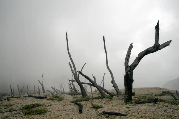 印尼爪哇岛火山爆发后烧毁的森林 — 图库照片