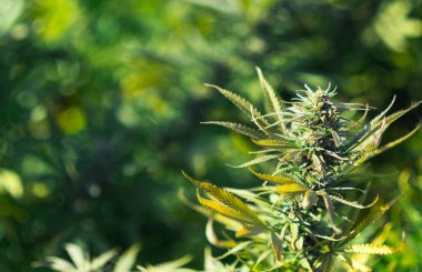 bitki esrar bud sonbaharda hasat Amerika, Kanada bir tıbbi esrar çiftlikte önce