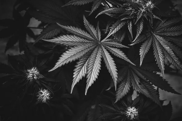 Design Black White High Quality Artistic Photo Marijana Cannabis Leaves — Stock Photo, Image