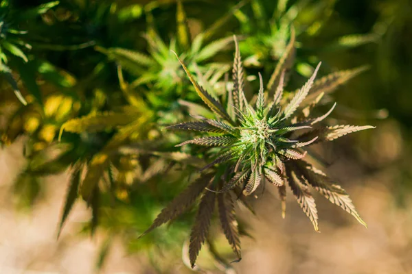 Marihuana Pflanze Cannabis Knospe Vor Einer Ernte Herbst Auf Einer — Stockfoto