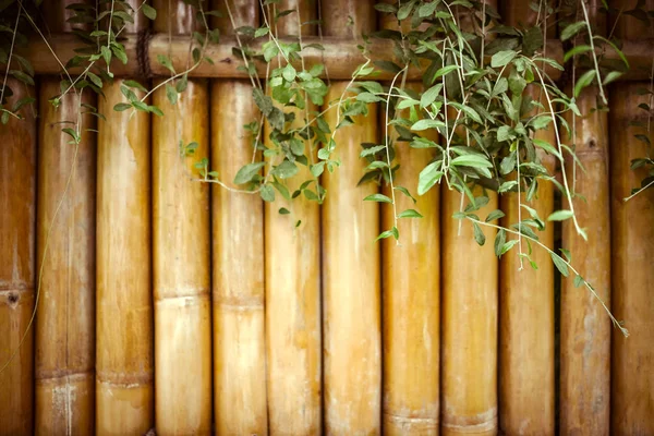 Bambu Staket Och Tropiska Växter Gatorna Japan — Stockfoto
