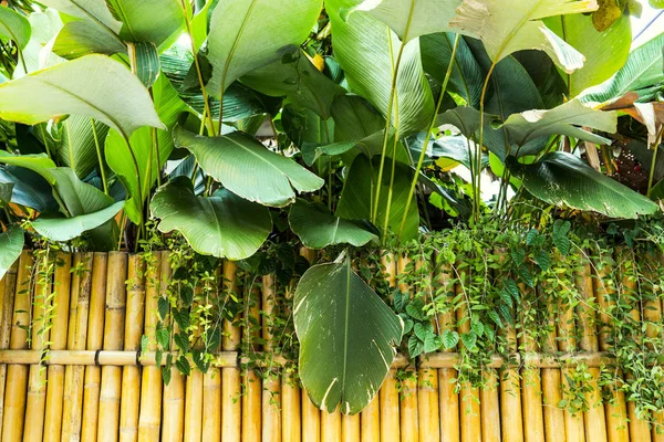 Projeto Fundo Parede Bambu Japonês Jardim Arquitetura Leste — Fotografia de Stock