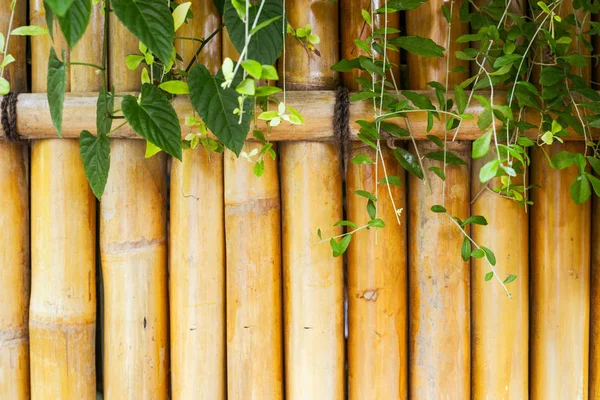 design background bamboo japanese garden, east architecture