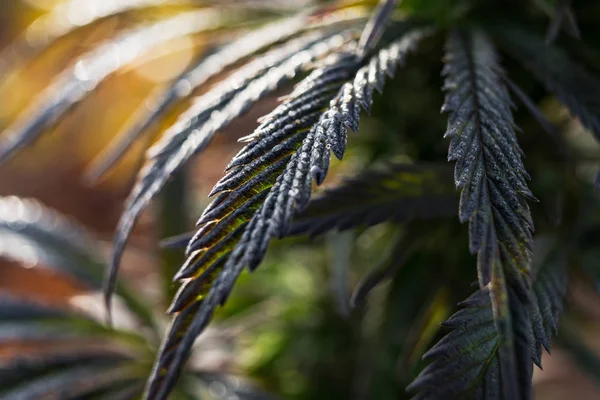 Cannabis Blatt Nahaufnahme Tapete Cannabis Pharma Medizinisches Gras Herbst Morgengrauen — Stockfoto
