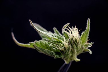 Esrar makro çiçek tomurcuk parçası izole bir siyah arka plan üzerine