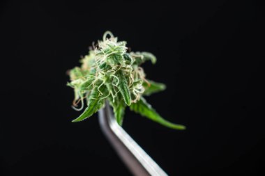 marihuana tıbbi Araştırma Enstitüsü'nde