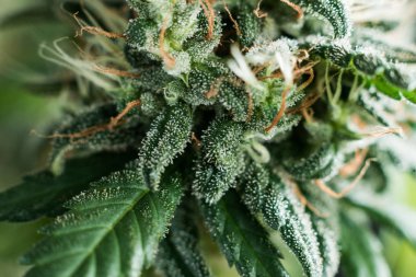 yalıtılmış bir arka plan makro fotoğraf üzerinde tıbbi esrar