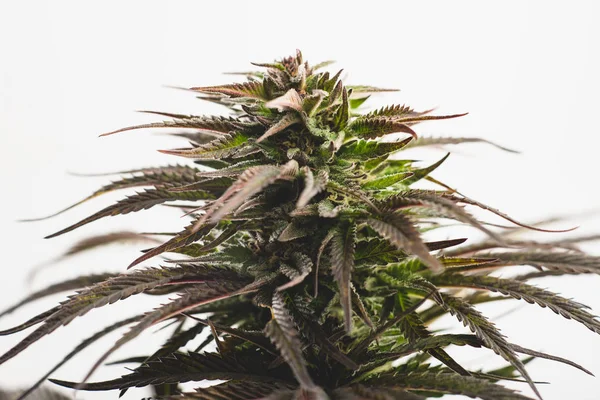 Planta Erva Cannabis Medicinal Macro — Fotografia de Stock