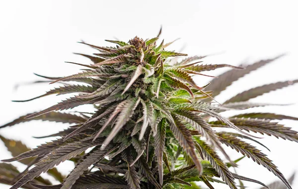 Anbau Von Marihuana Nahaufnahme Einer Pflanzenknospe — Stockfoto